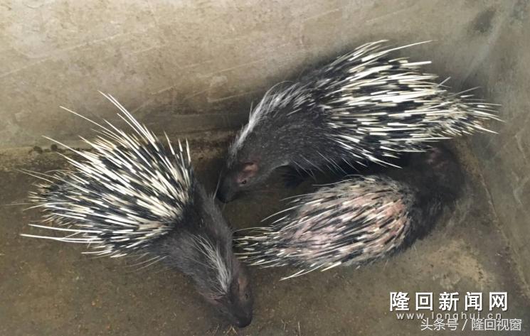 新华社到广西兴业,新华社采访园区企业