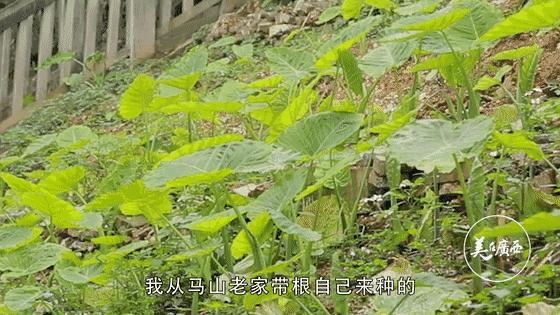 南宁酸菜鱼十年老店现炒现卖,南宁芋檬焖鱼地址