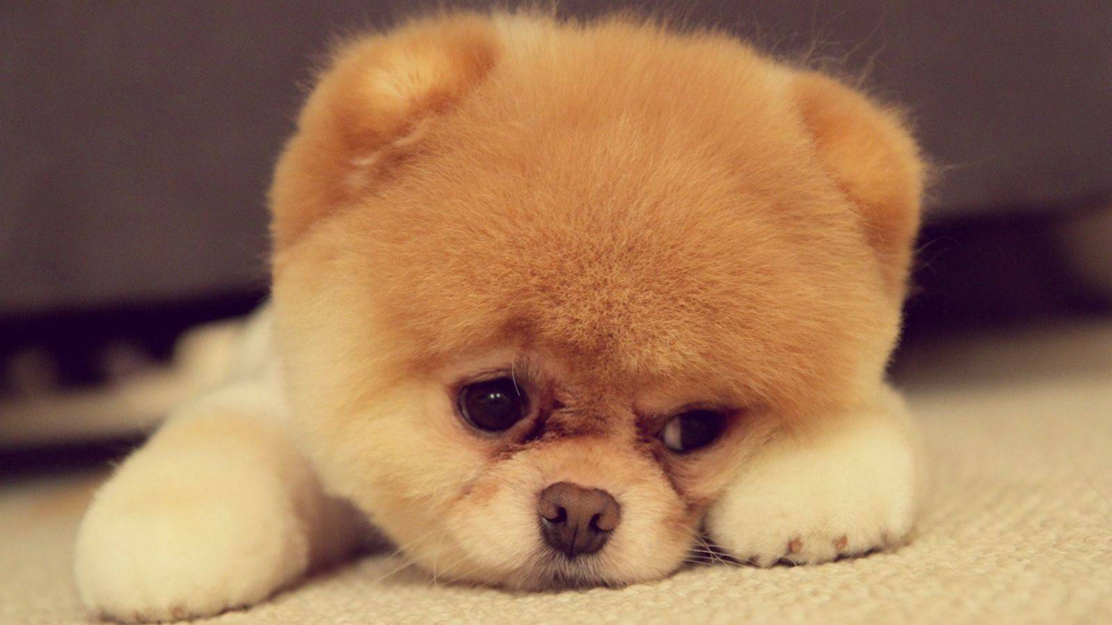 奶狗的性格特征,奶狗有哪些气质