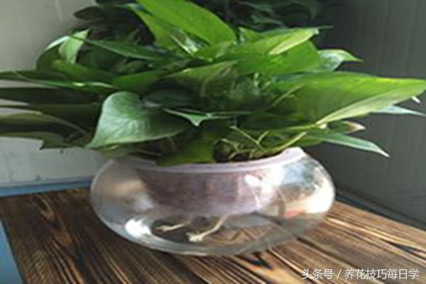 绿萝水培根系修剪,水培绿萝怎样修剪比较漂亮