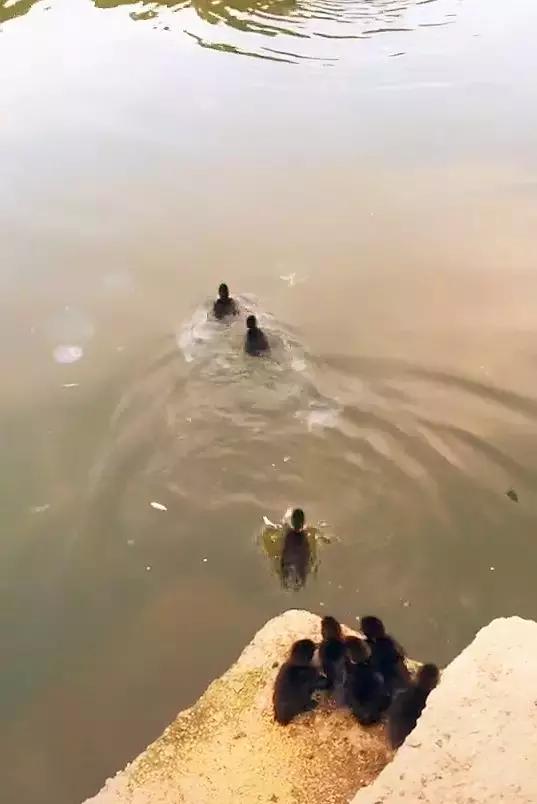 有只鸭妈妈带着一群小鸭去游泳,鸭妈妈带四只小鸭子在池塘边玩耍