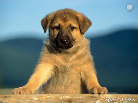 对主人最忠诚的狗小型犬,关于全世界十大名犬排行榜