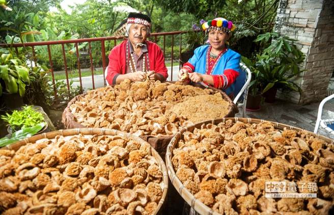 台湾野生爱玉,宝岛台湾特有水果品种有哪些