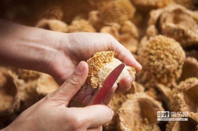 台湾野生爱玉,宝岛台湾特有水果品种有哪些