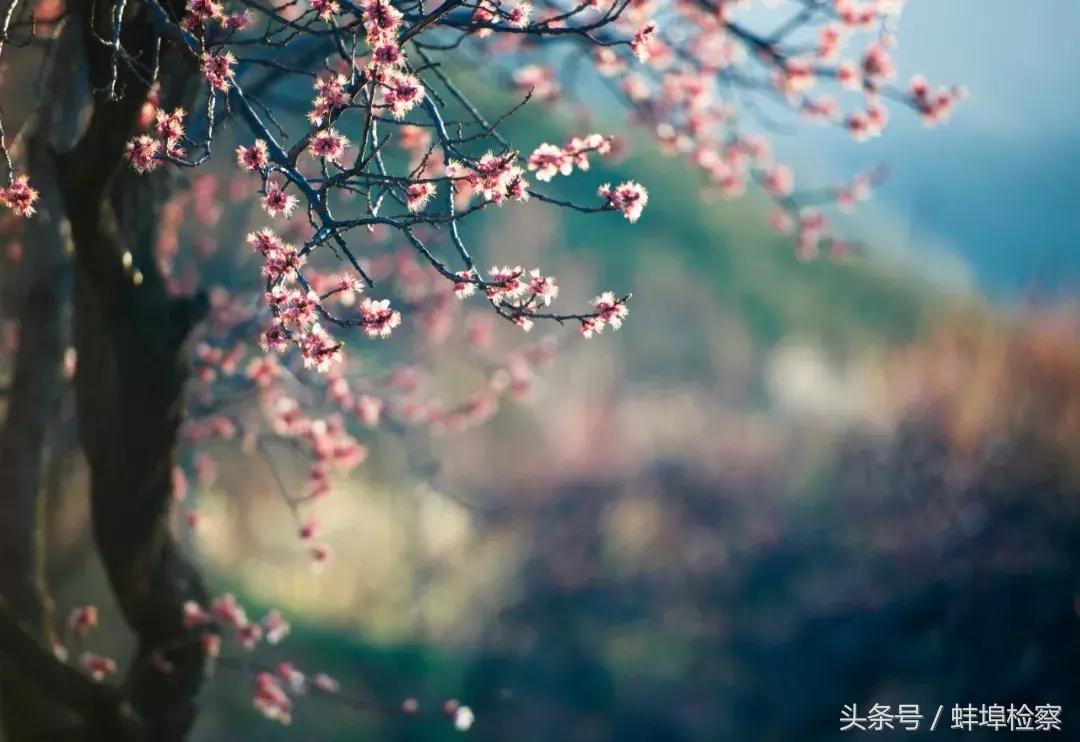 开在诗词里的20种花，朵朵诗意盈香