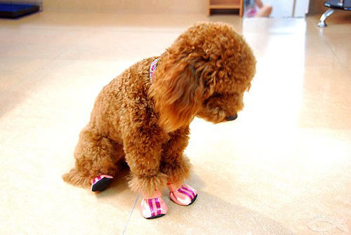 泰迪挑食怎么养好,一岁多的泰迪不吃狗粮挑食怎么办