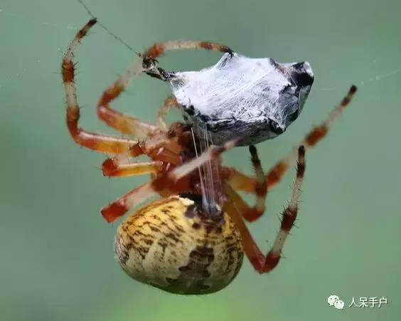 你说蜘蛛侠,蜘蛛侠的蜘蛛丝里有什么