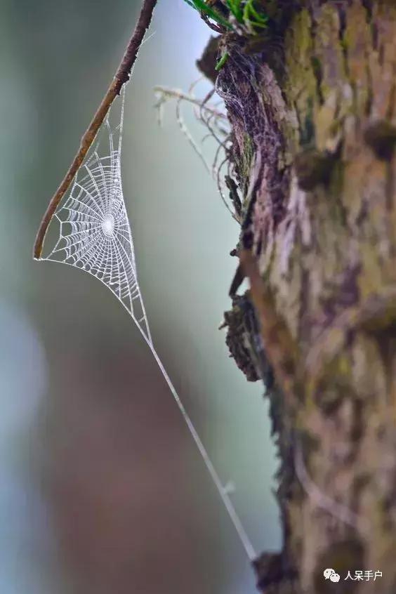 你说蜘蛛侠,蜘蛛侠的蜘蛛丝里有什么