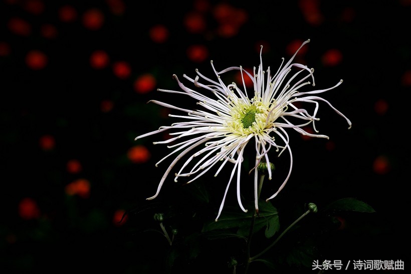 十首简短的爱国诗词,十句表达爱国情怀的诗句