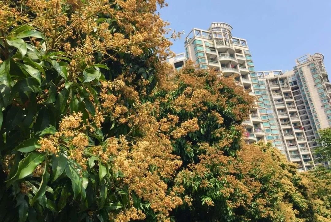 最真实的荔枝花海,广州荔枝花海