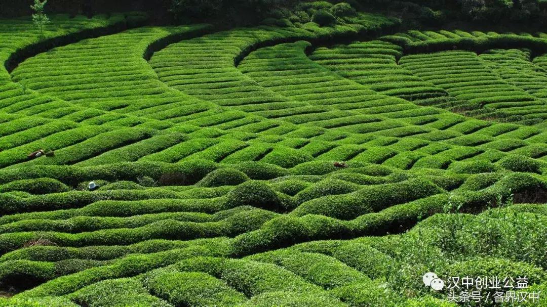 西乡特级炒青茶,西乡茶碾路景色