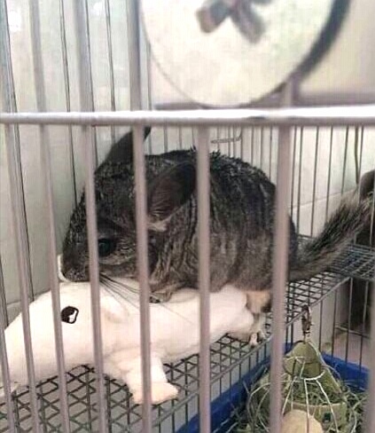 龙猫最佳配对年龄表图,龙猫几个月能配对啊