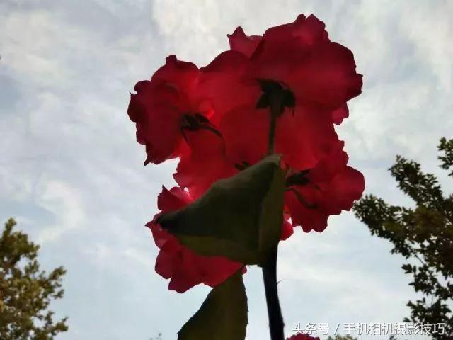 为什么我手机拍照老是改善画质,手机拍照放大就模糊