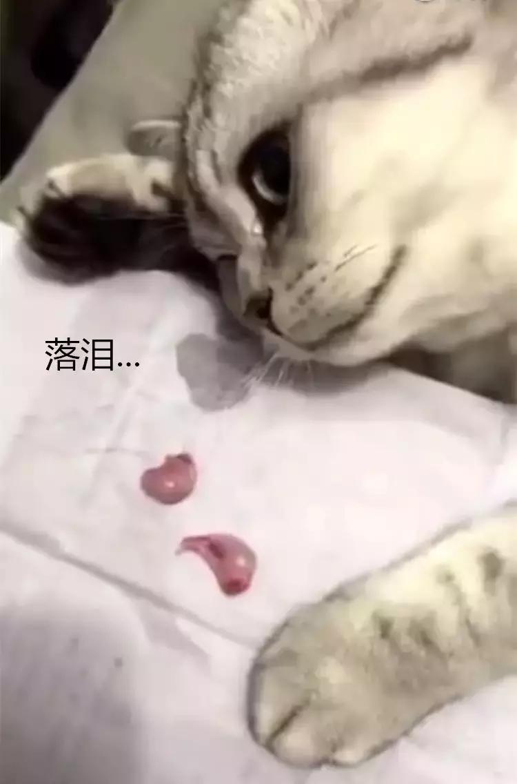 猫咪被割了的蛋去哪了,猫咪被割了怎么还有一个蛋
