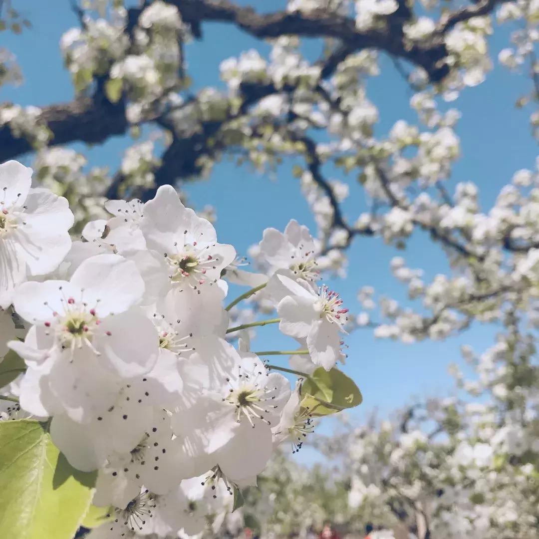 澳洲值得买的奶粉,澳洲值得买的东西