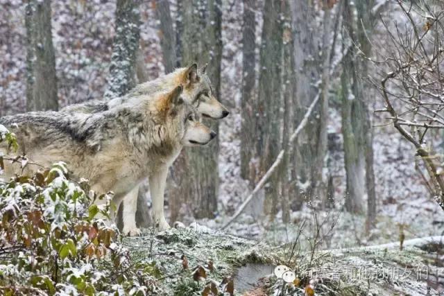 dogtalk閬涚嫍,dogtalk