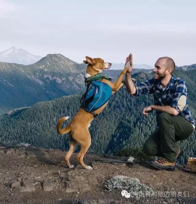 dogtalk閬涚嫍,dogtalk