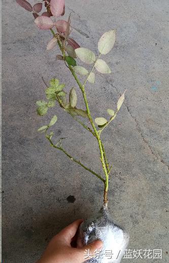 刚买回来的月季种下去枯萎怎么办,刚买回来的月季晒了怎么补救