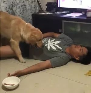 铲屎官奋不顾身保护宠物,铲屎官和狗日常行为