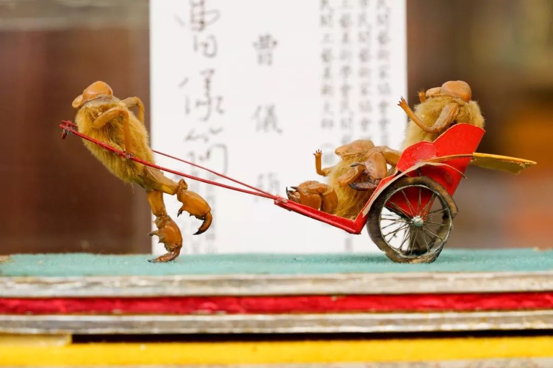 他拜师曹雪芹后人，将虫壳、玉兰变成立体漫画！