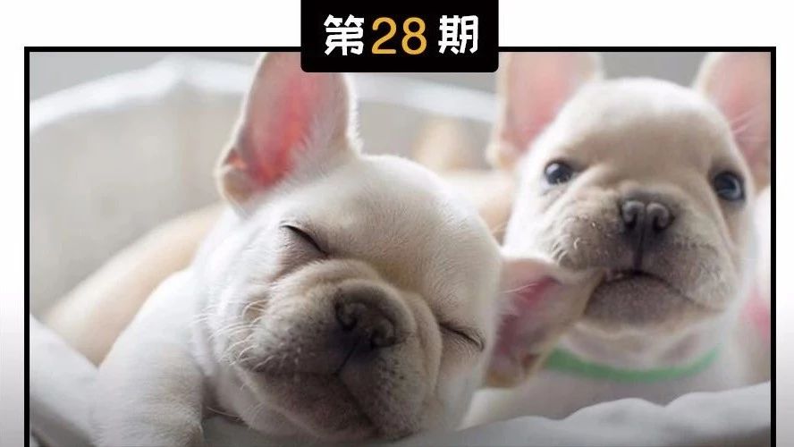 啊，春天~狗狗的交配全指南！