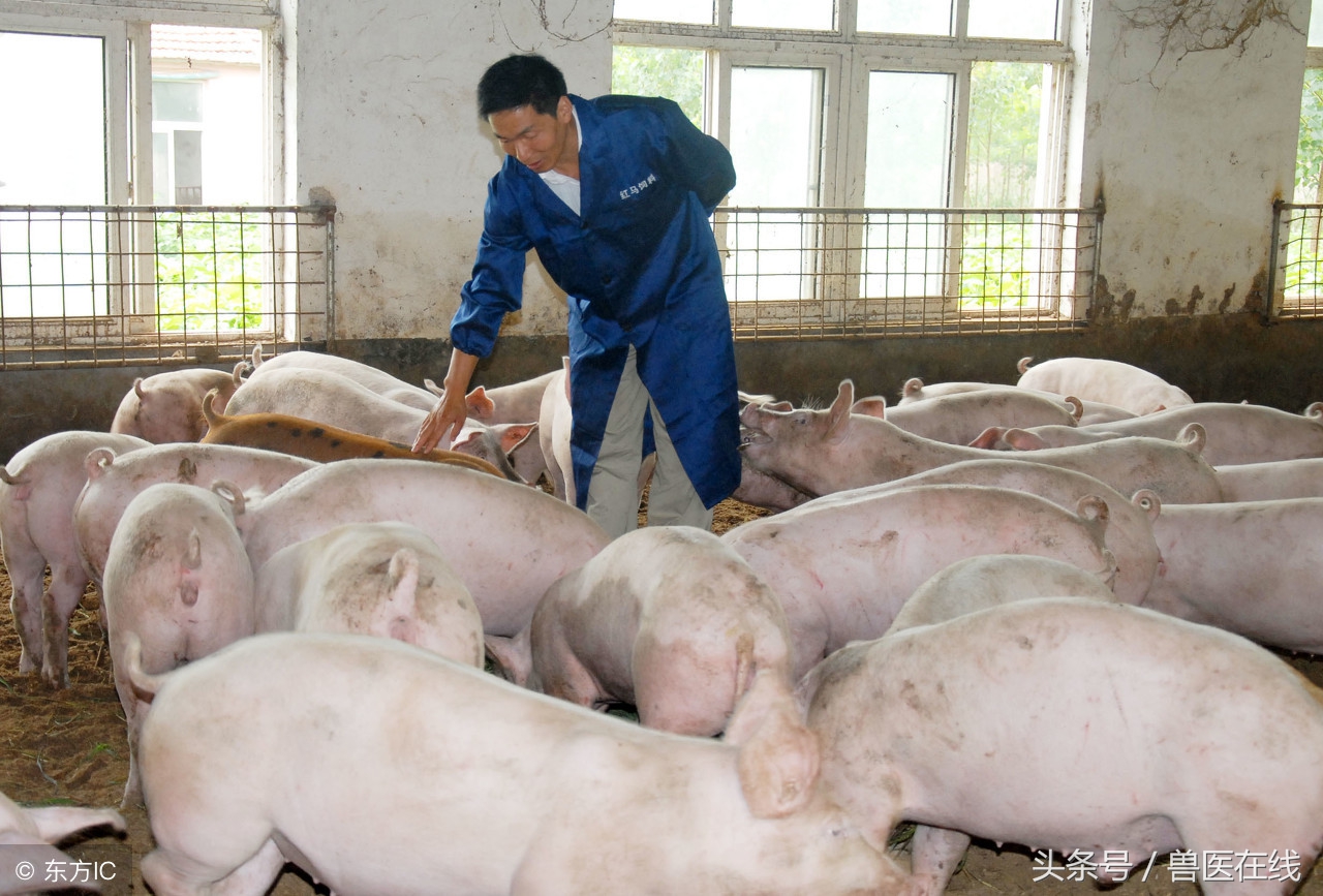 霉菌毒素对生猪繁育性能的影响