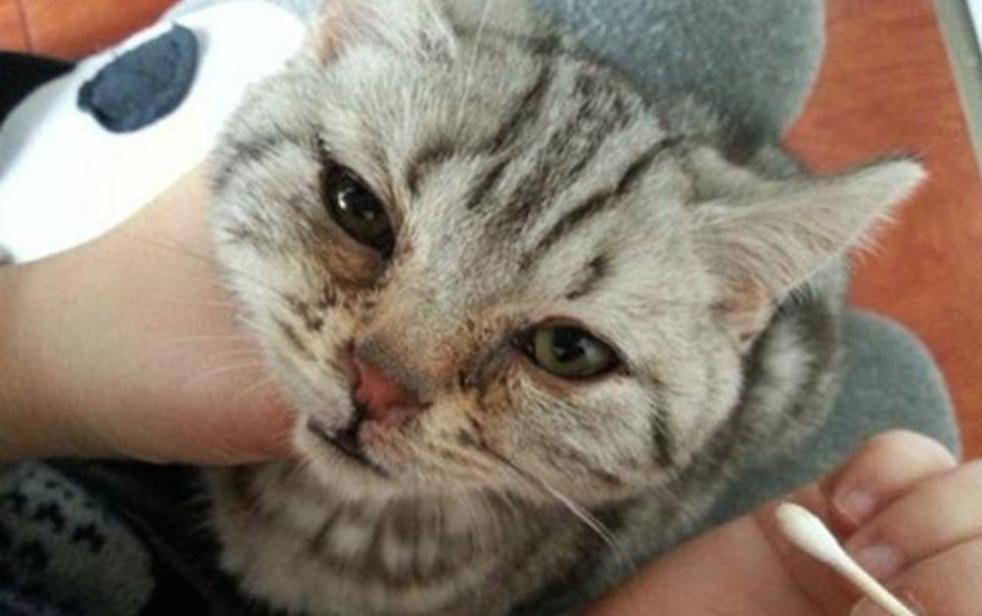 家里的猫咪眼流泪怎么治疗,家中猫咪出血是什么情况