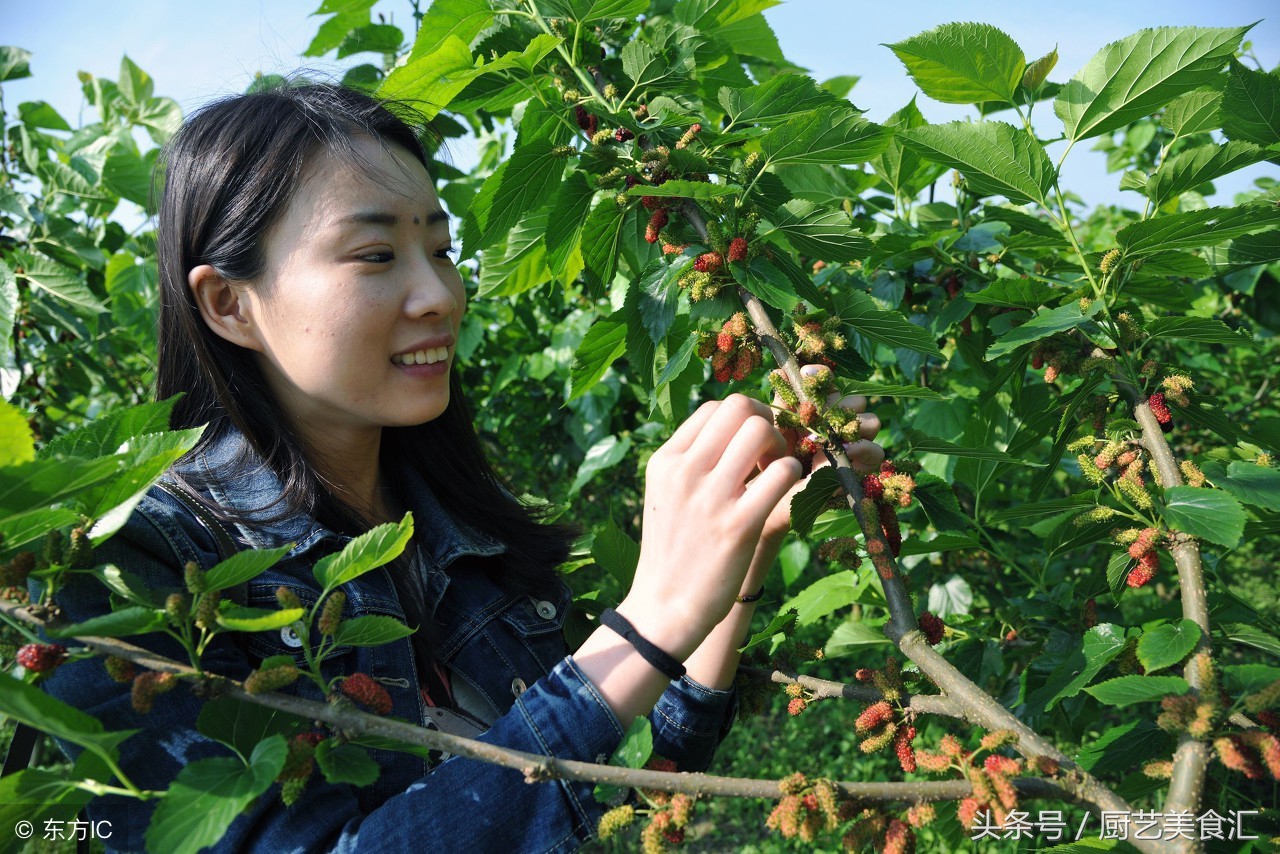 桑葚叶怎么吃最好的方法,现在吃桑葚是应季吗