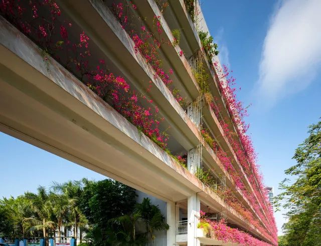 湾畔校园诗意浓听听俞莉老师心中的华侨城中学