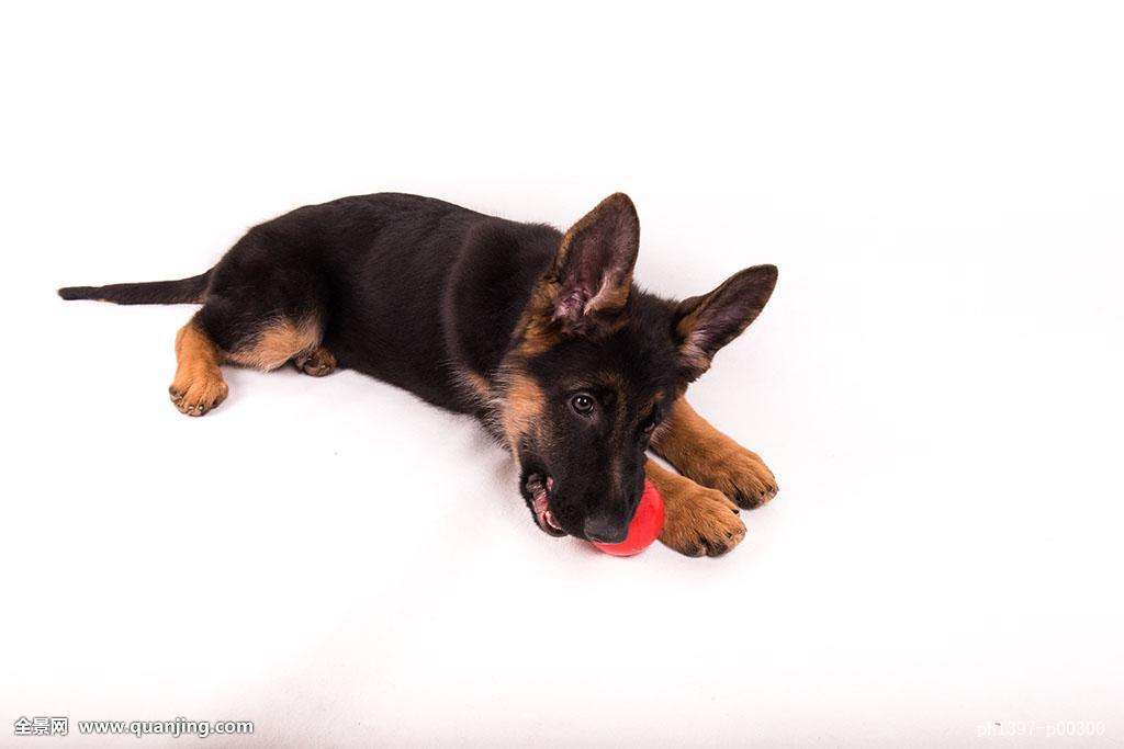 德国牧羊犬和德牧是一个品种吗,德牧和德国牧羊犬是一个品种吗