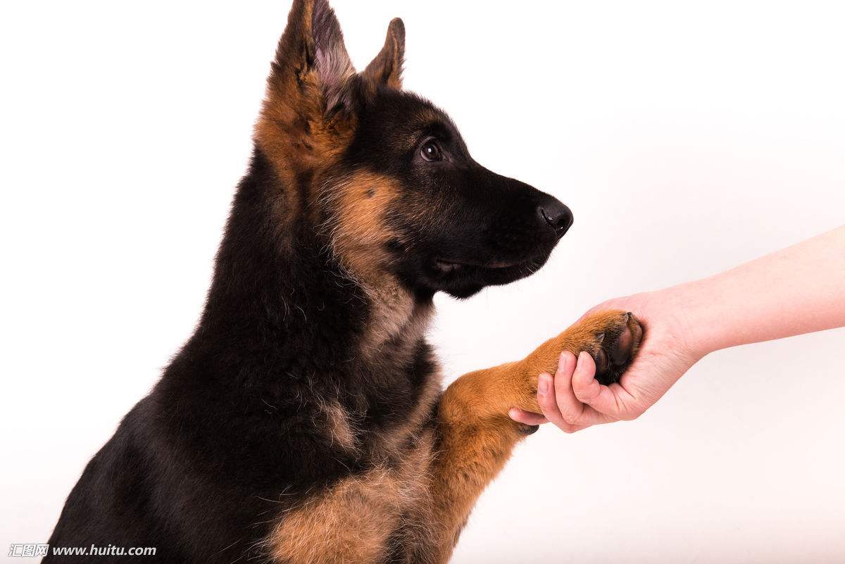 德国牧羊犬和德牧是一个品种吗,德牧和德国牧羊犬是一个品种吗