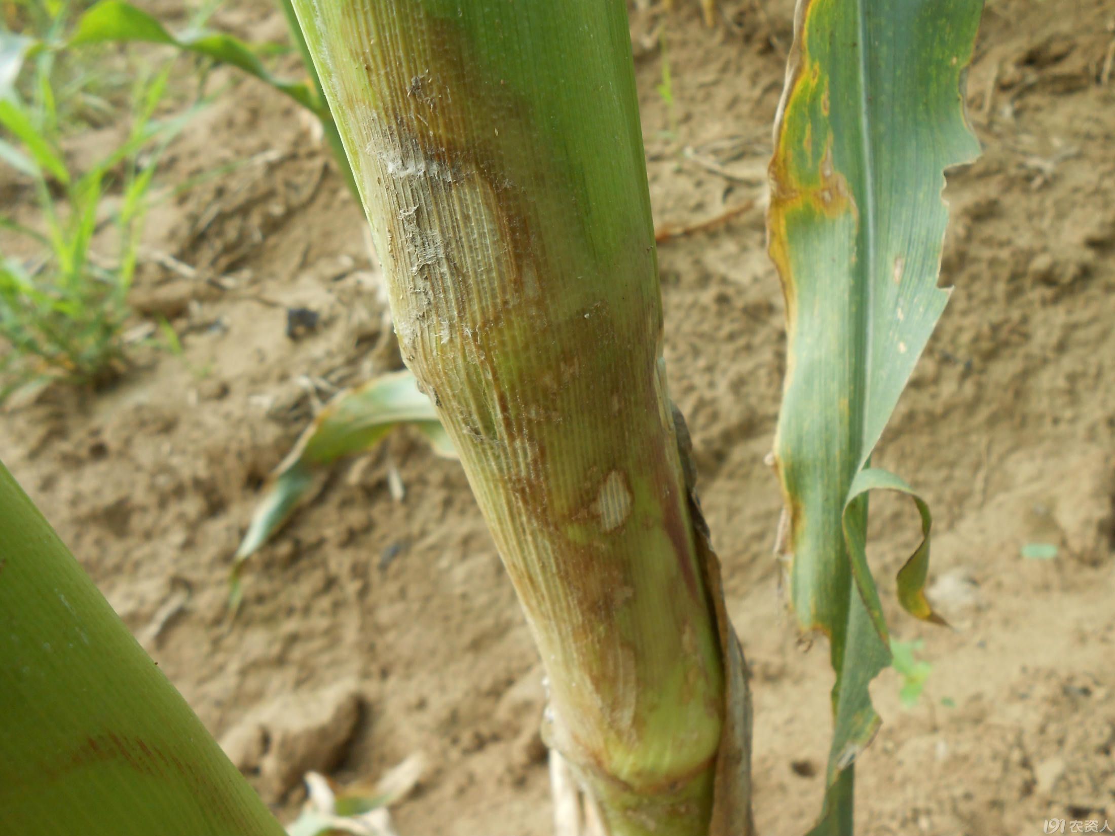 有机农业可用药,香菇多糖生物农药