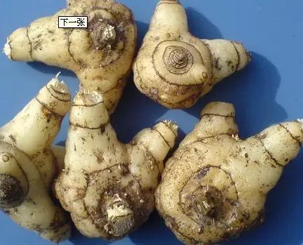 白芨种植技术及市场前景,白芨种植技术和栽培要点是什么