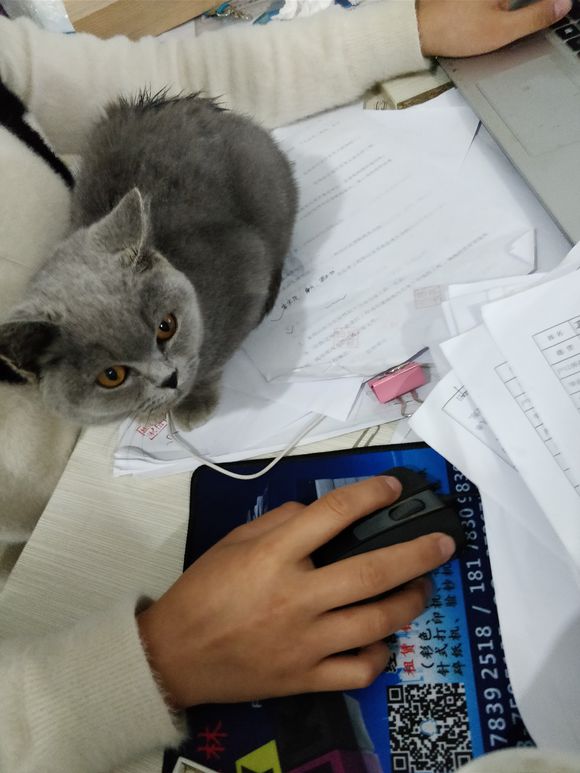 捡到一只英短蓝猫能养吗,被丢弃纯种蓝猫