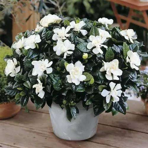 栀子花难种吗,栀子花太难养了