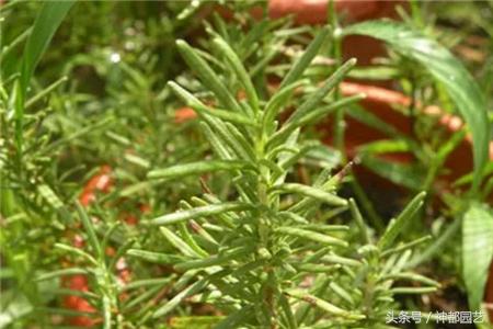 新手适合养的10种花花期长,适合懒人在家养的10种花