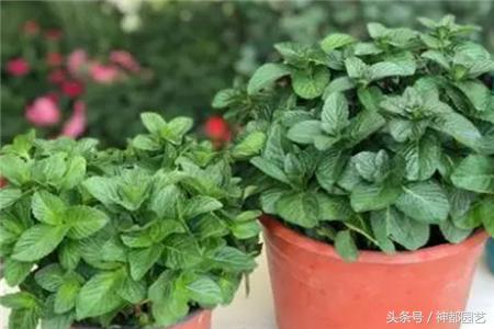 新手适合养的10种花花期长,适合懒人在家养的10种花