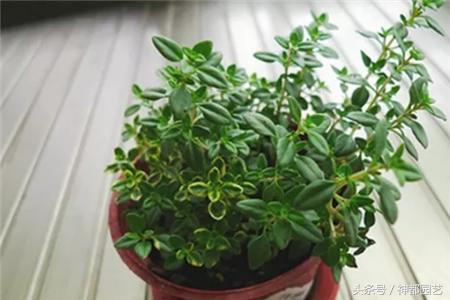 新手适合养的10种花花期长,适合懒人在家养的10种花