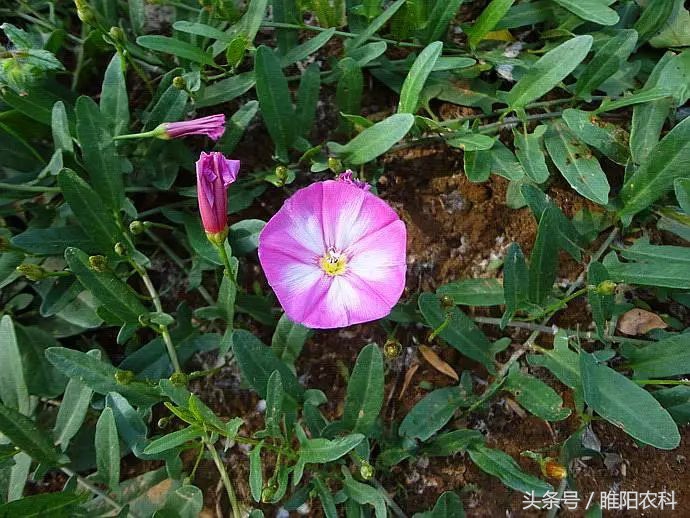 我国玉米田恶性杂草的发生,玉米地杂草图及防治方法