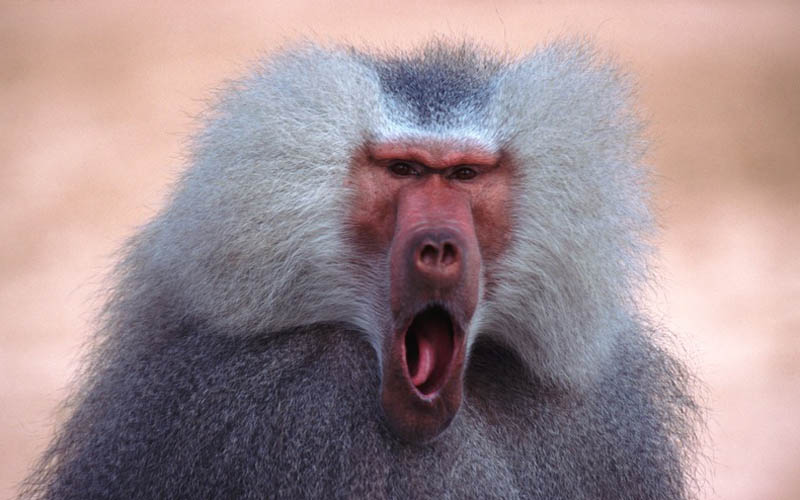 白猿可以活多少年,白猿多大