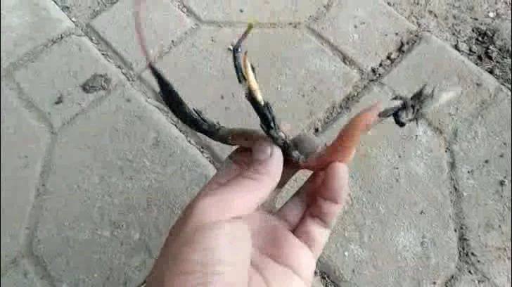 碗莲种植方法超简单的快来看看吧,种植碗莲的方法与技巧