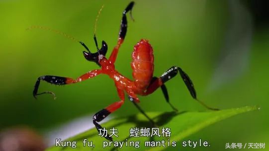 假期一定要给孩子看的20部纪录片,12部适合和孩子一起看的纪录片