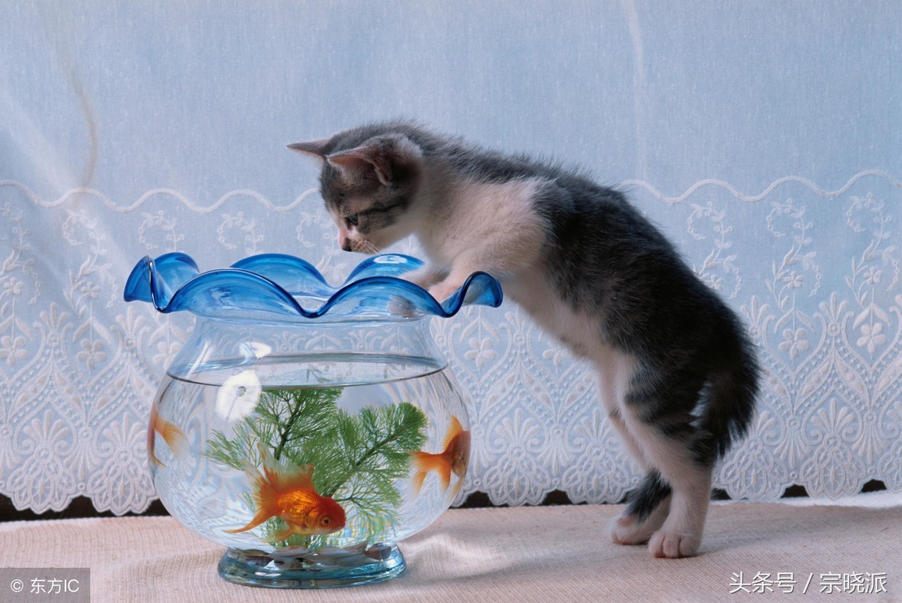 家里养鱼放在鱼缸里好吗,鱼缸养鱼的禁忌风水图解