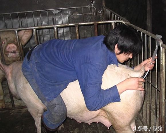 如何提高猪的受胎率,提高母猪受孕率最佳方法