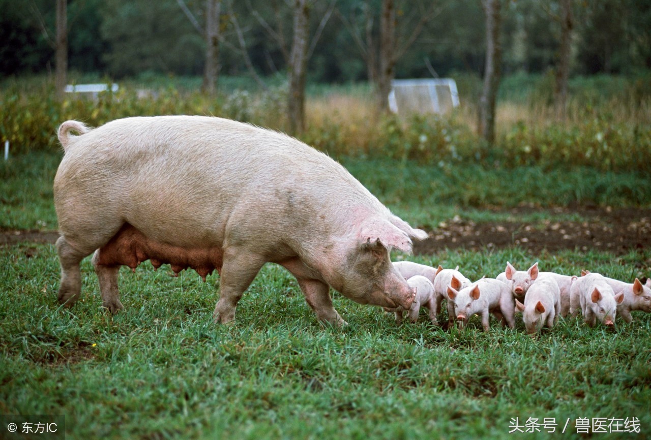 如何让母猪在产后尽快恢复食欲,母猪产后几天不排便但食欲正常