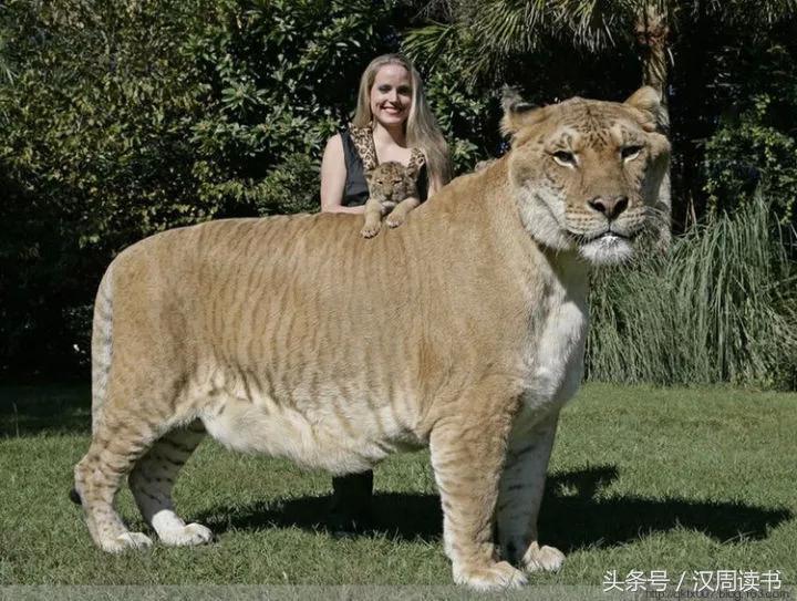 龙生九子的图片及意义,为什么说龙生九子