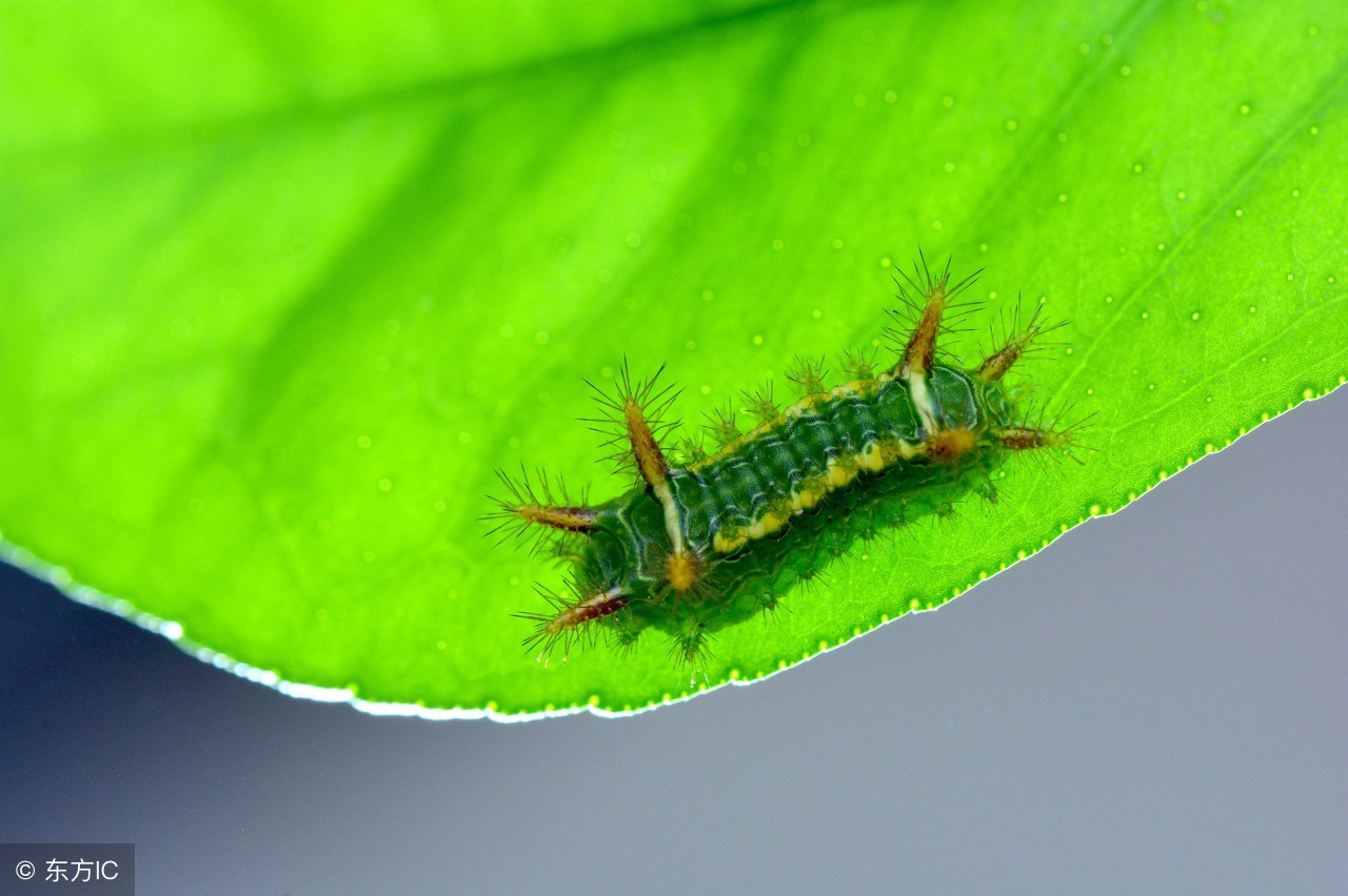 农村害虫洋辣子图片,洋辣子成虫克星