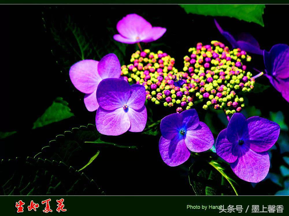 100种常见花语和图片大全,这些花语太美了建议收藏