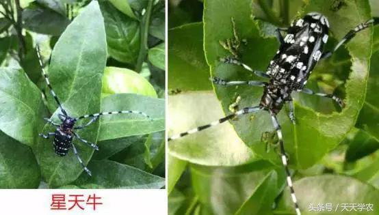 柑橘防止掉果的最佳方法,柑橘管理黄叶落叶原因要怎么做