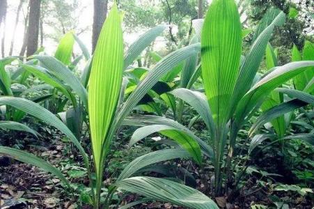 调理女性妇科疾病的药材,中药调理妇科病一般连喝几个疗程